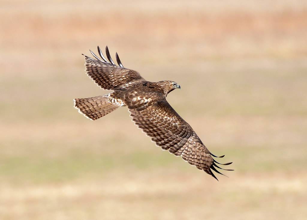 Red-tailed Hawk Bosque Del apache by keyimages-photography is licensed under CC BY-SA 2.0.